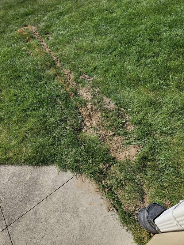 Sod laid back over a finished drain line running from a downspout beside a sidewalk, with the route still marked in orange